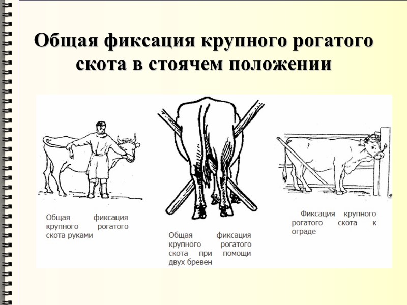 Общая фиксация крупного рогатого скота в стоячем положении